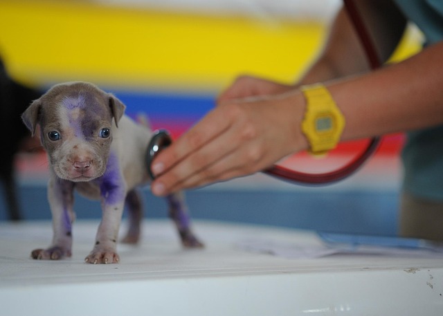 pet health
