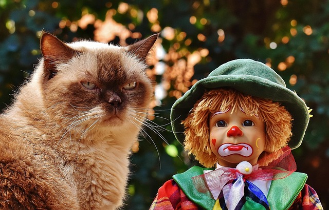 pet toys