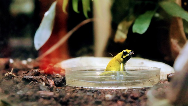 Petri dish