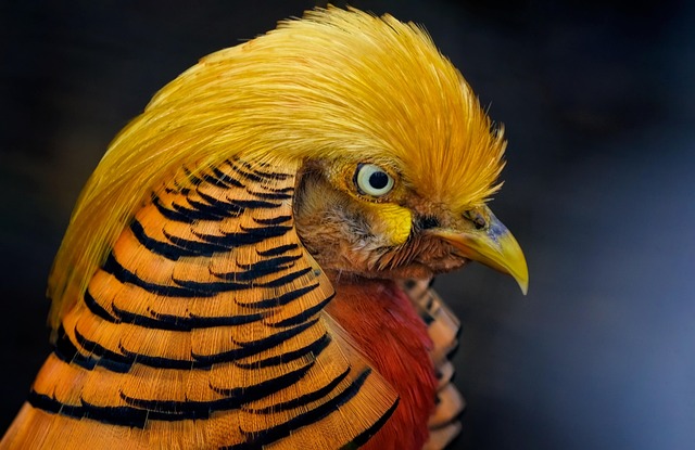 pheasant