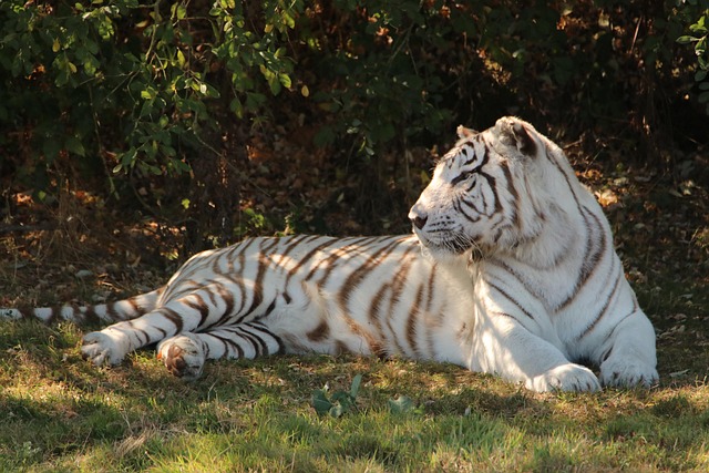 Hình ảnh minh họa ý nghĩa của từ phenotype