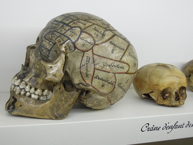 Hình ảnh minh họa ý nghĩa của từ phrenology