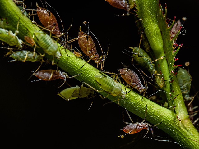 phytophagous insects