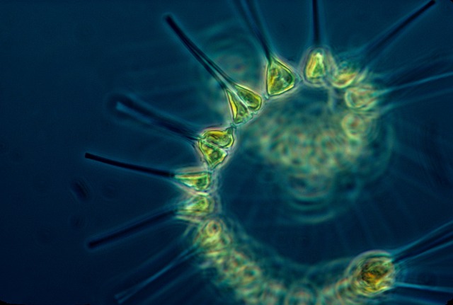 Hình ảnh minh họa ý nghĩa của từ phytoplankton