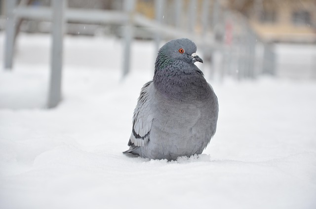 pidgin