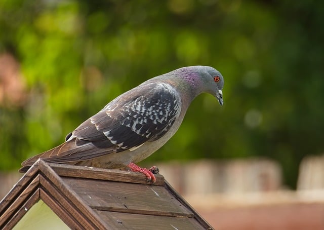 pigeonhole