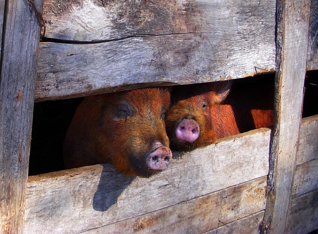 pigpen