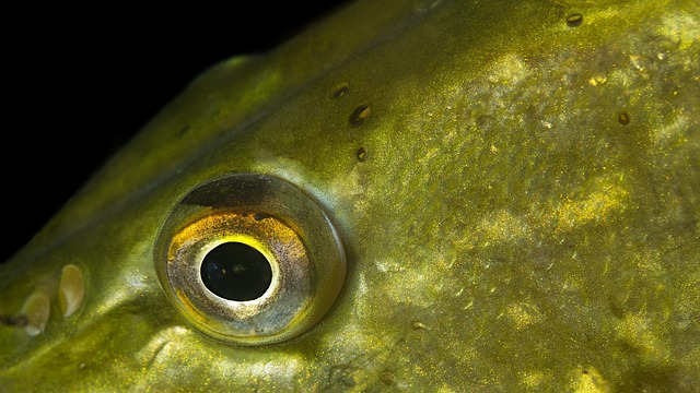 pike