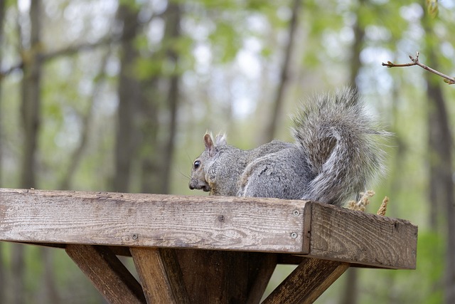 Hình ảnh minh họa ý nghĩa của từ pillaging