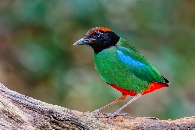 Hình ảnh minh họa ý nghĩa của từ pitta