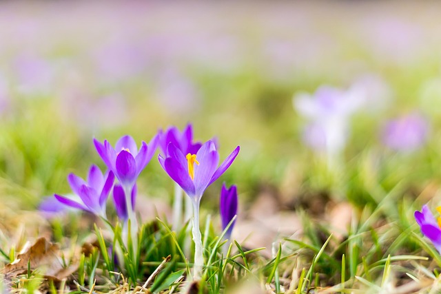 plant breeding