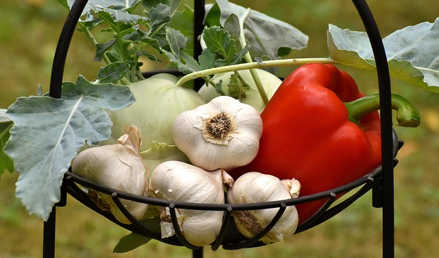 plant food