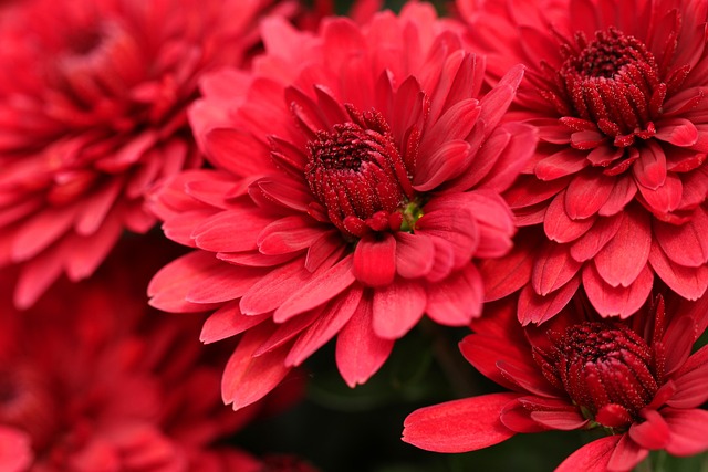 Hình minh họa flora
