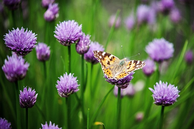plant life and animal life