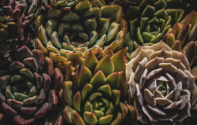 plant nursery