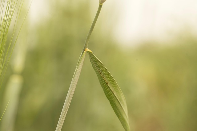 Hình ảnh minh họa ý nghĩa của từ plant pathology