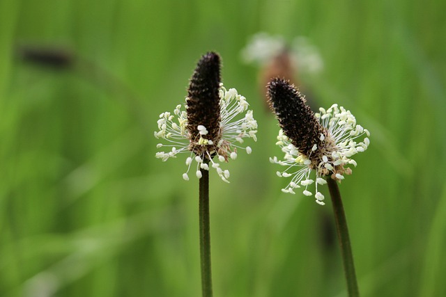 plantain