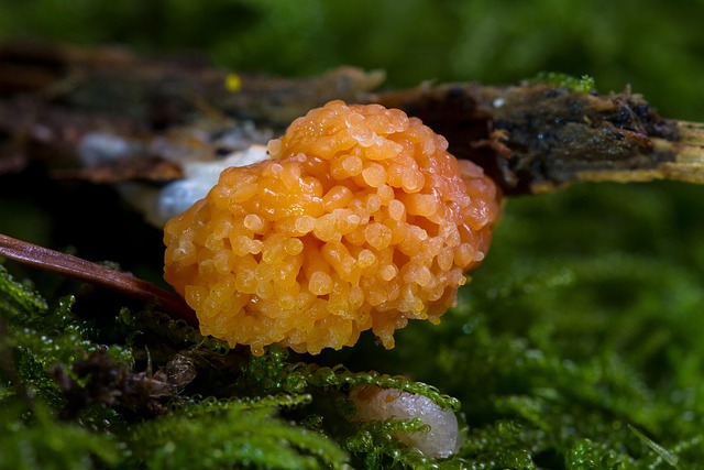 Hình ảnh minh họa ý nghĩa của từ plasmodial slime mold