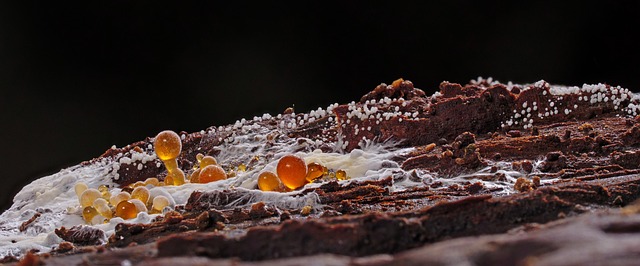 Hình ảnh minh họa ý nghĩa của từ plasmodium