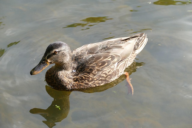 platypus