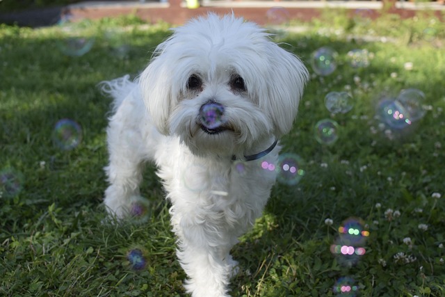 Hình ảnh minh họa ý nghĩa của từ playfully