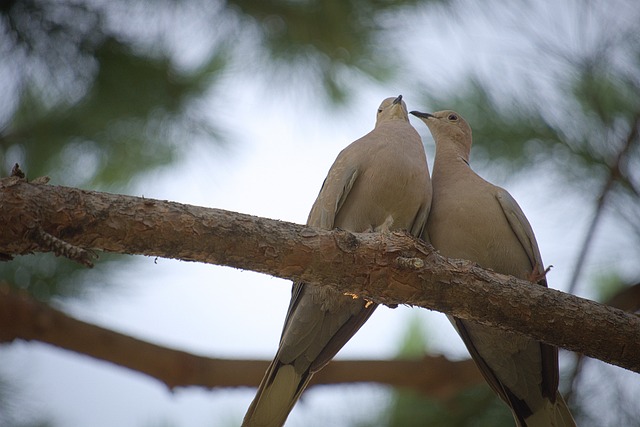 Hình ảnh minh họa ý nghĩa của từ pleural effusion