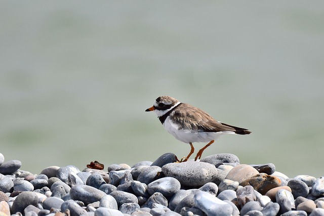 plover