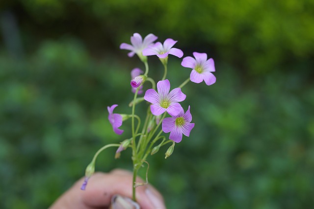 Hình ảnh minh họa ý nghĩa của từ plucked