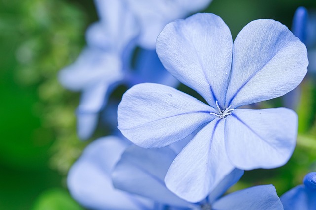 Hình ảnh minh họa ý nghĩa của từ plumbago