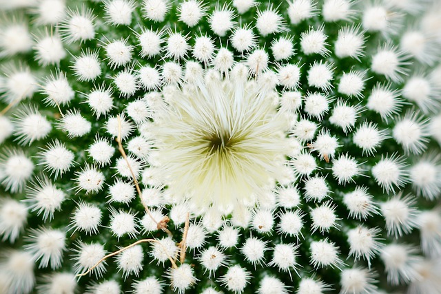 Hình ảnh minh họa ý nghĩa của từ plural