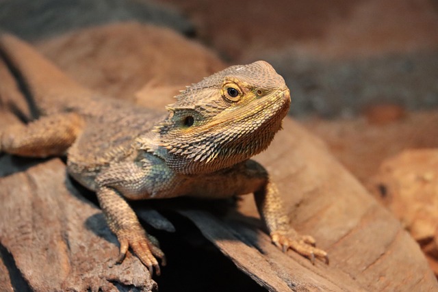 Hình ảnh minh họa ý nghĩa của từ poikilotherm