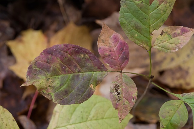 poison ivy