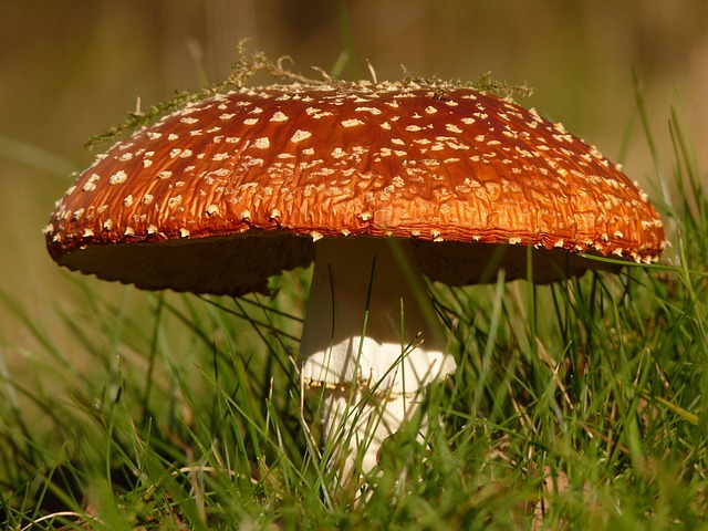 poisonous mushroom