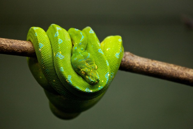 poisonous snake
