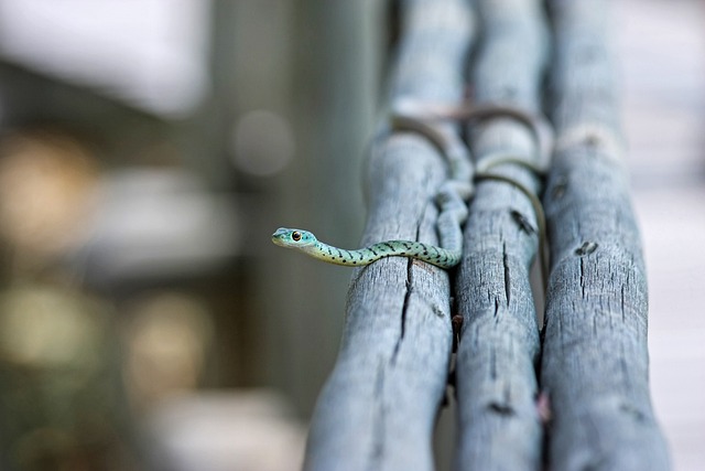 Hình ảnh minh họa ý nghĩa của từ poisonousness
