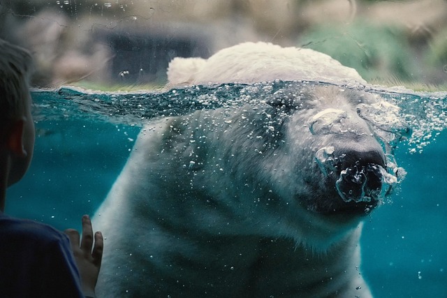 polar easterlies