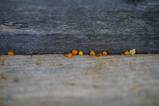 pollen grain