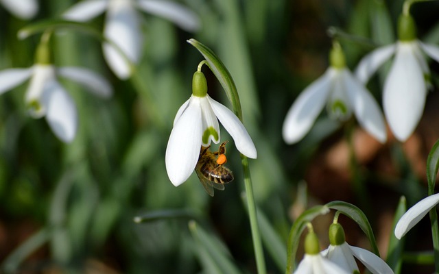 Hình ảnh minh họa ý nghĩa của từ pollen sac