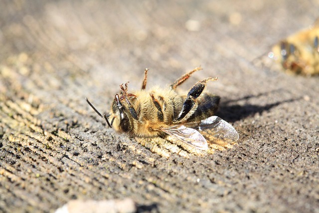 polluted with pesticides