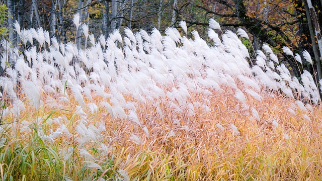 Hình ảnh minh họa ý nghĩa của từ pompous