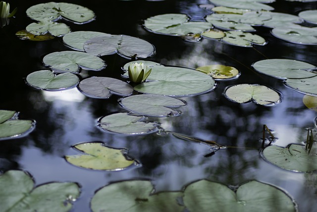 Hình ảnh minh họa ý nghĩa của từ pons