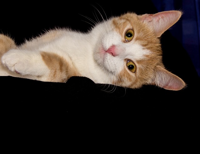 Hình ảnh minh họa ý nghĩa của từ poor image