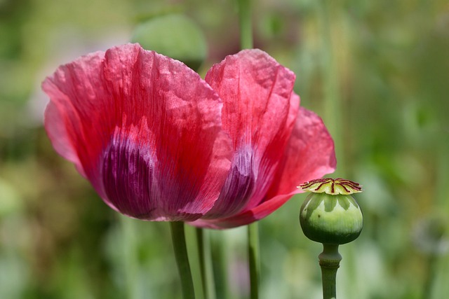 poppy