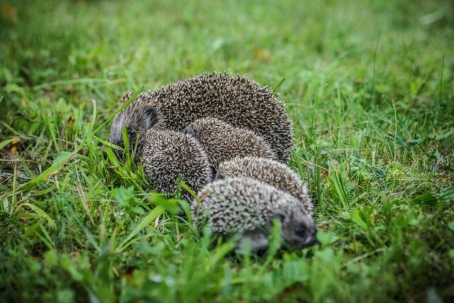 porcupine