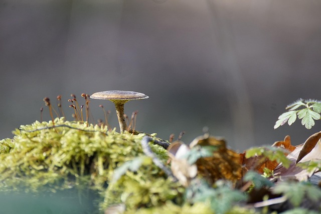 Hình ảnh minh họa ý nghĩa của từ pores