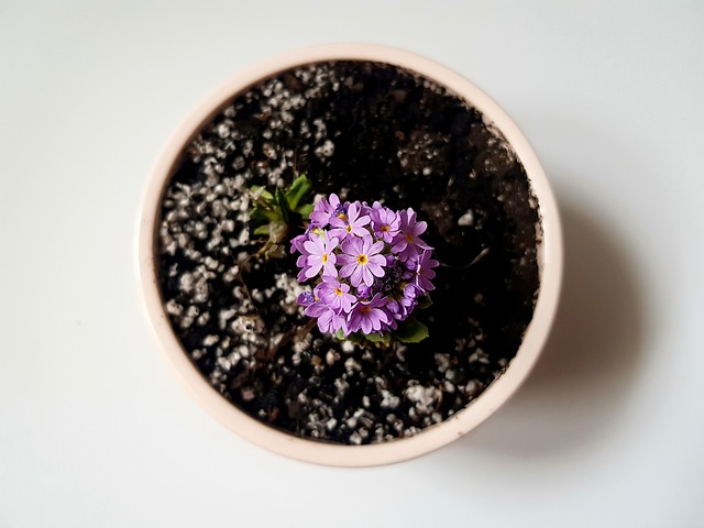 potted flower
