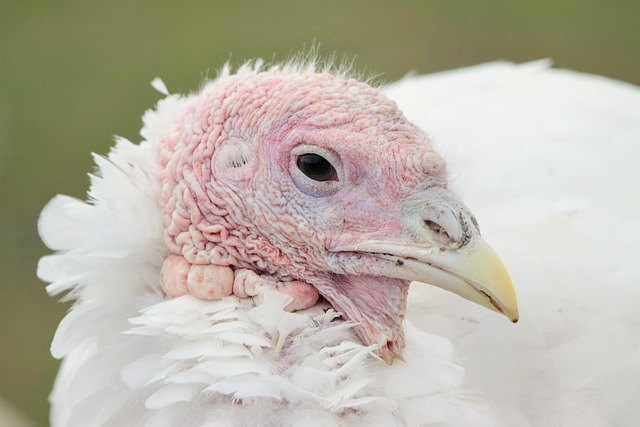 poultry dealer