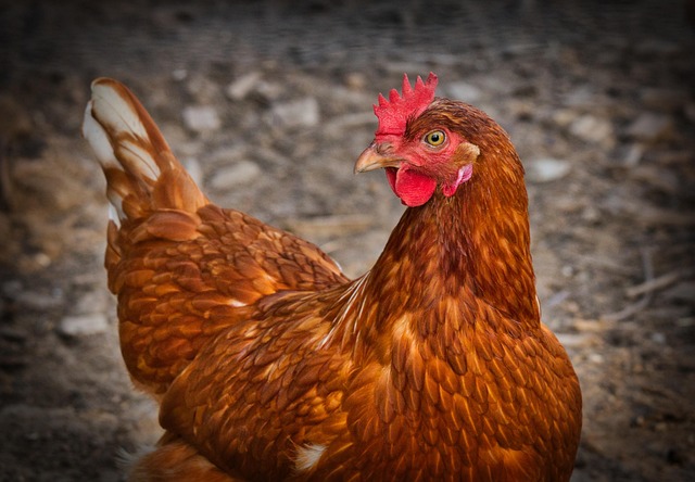 poultry farm