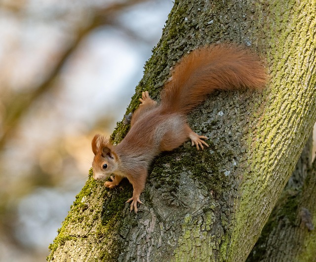 Hình ảnh minh họa ý nghĩa của từ precancerous lesion