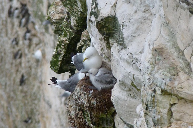 Hình ảnh minh họa ý nghĩa của từ precarious position